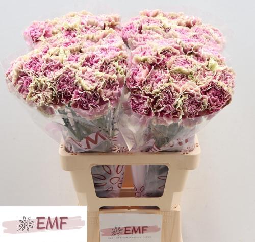 Dianthus standaard 'Antigua'