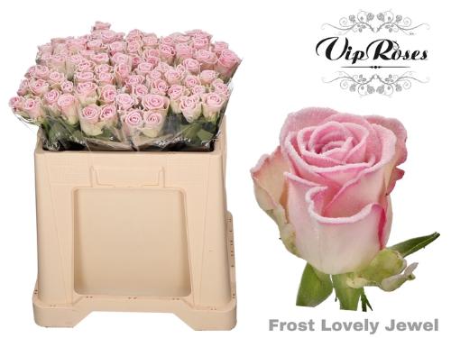 Rosa grootbloemig kleurbehandeld H%