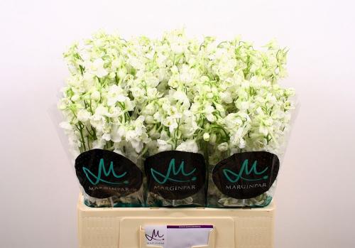 Delphinium enkelbloemig (Belladonna Grp) Bella Andes White