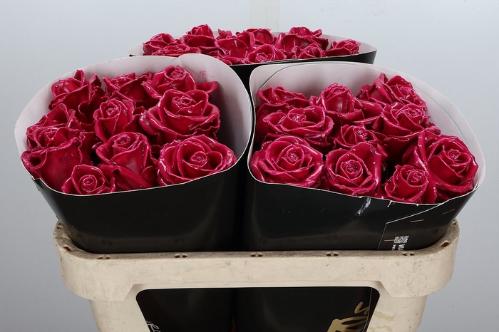 Rosa grootbloemig gewaxt H%