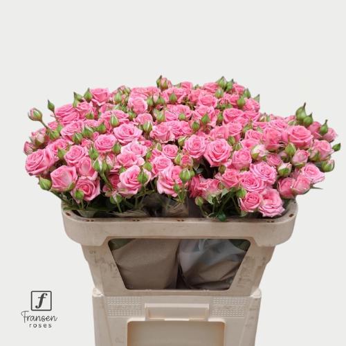 Rosa tros Emilia