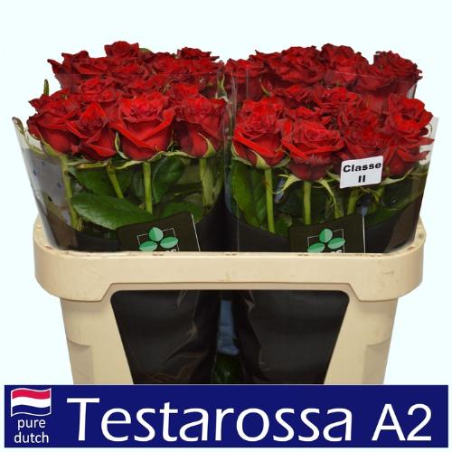 Rosa grootbloemig Testarossa