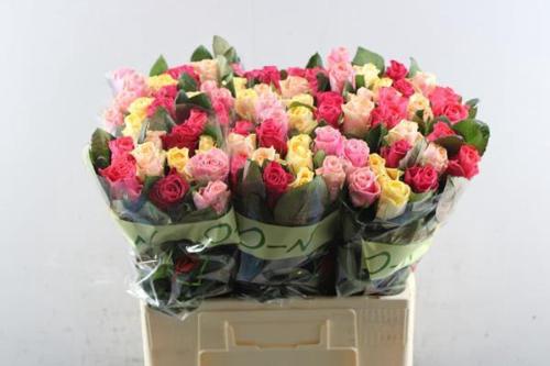 Rosa grootbloemig Tacazzi Gemengd