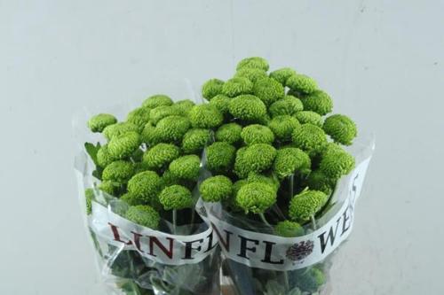 Chrysanthemum (Indicum Grp) tros Deligreen