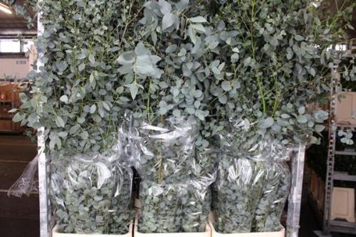 Eucalyptus overig blad