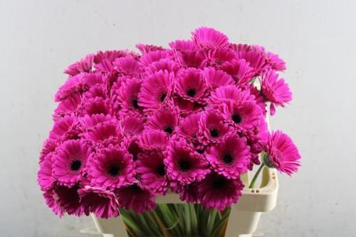 Gerbera mini Anna
