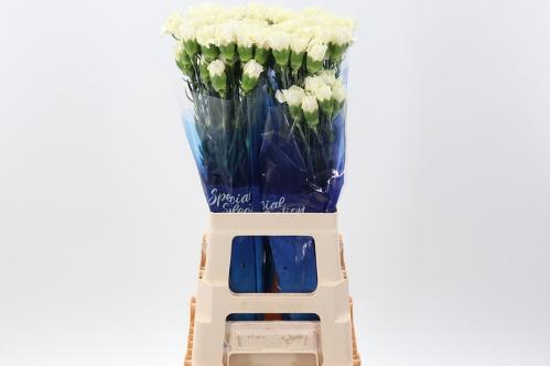 Dianthus standaard overig
