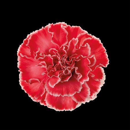 Dianthus standaard kleurbehandeld H%