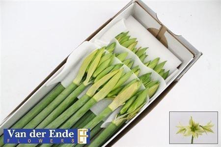 Hippeastrum Diamond Grp 'Green Valley'