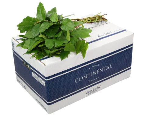 Gaultheria shallon per bos