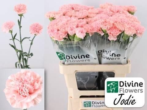 Dianthus srtandaard Jodie