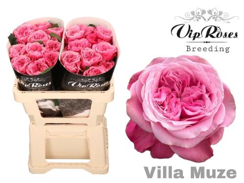 Rosa grootbloemig Villa Muze