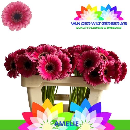 Gerbera mini Amelie