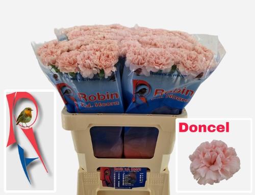 Dianthus srtandaard Jodie