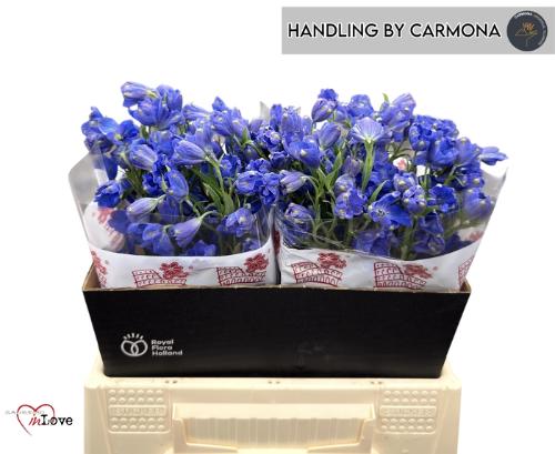 Delphinium enkelbloemig grandiflorum 'Jenny's Pearl'