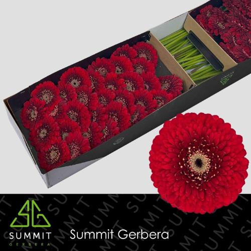 Gerbera mini bolvormig Pomponi Floyd