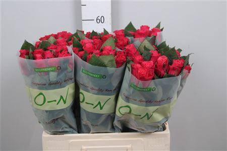 Rosa grootbloemig Tacazzi+