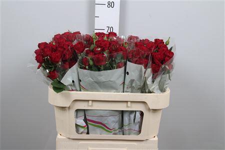 Rosa tros Red Trendsetter