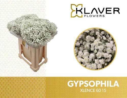 Gypsophila paniculata Xlence