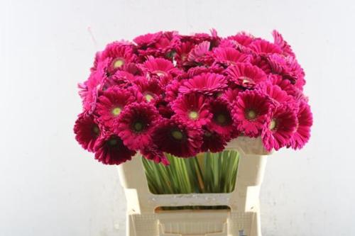 Gerbera mini Vivian