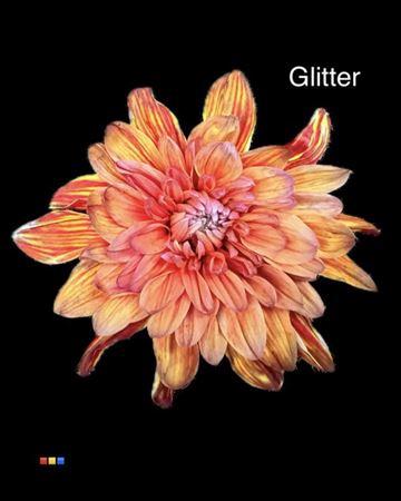 Chrysanthemum Indicum Grp tros kas kleurbehandeld H%