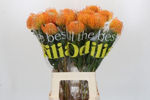 Leucospermum Ayoba Sun