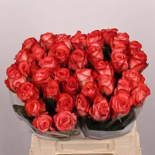 Rosa grootbloemig Icon