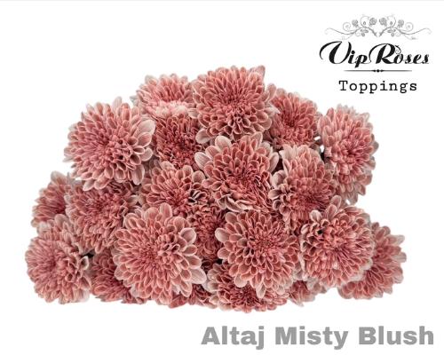 Chrysanthemum Indicum Grp tros kas kleurbehandeld H%