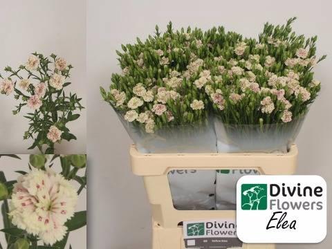 Dianthus 'Raffine Elea'