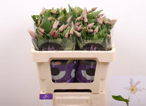 Clematis Amazing Kansas