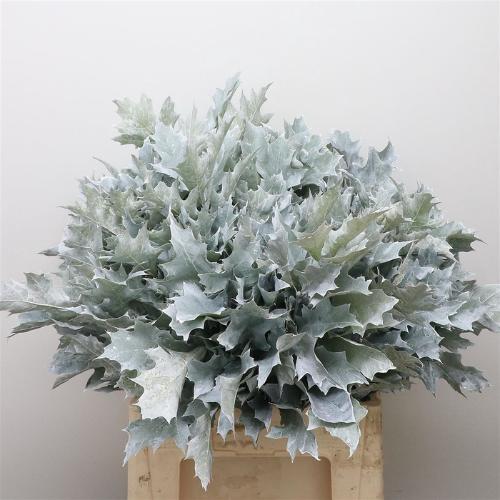 Quercus rubra kleurbehandeld H%