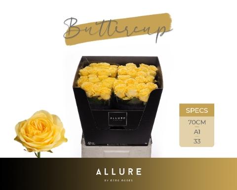 Rosa grootbloemig Buttercup