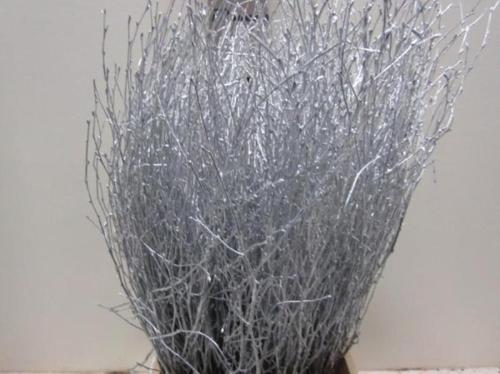 Betula kleurbehandeld H%