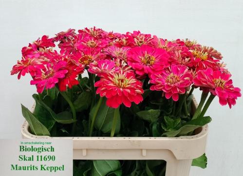 Zinnia elegans