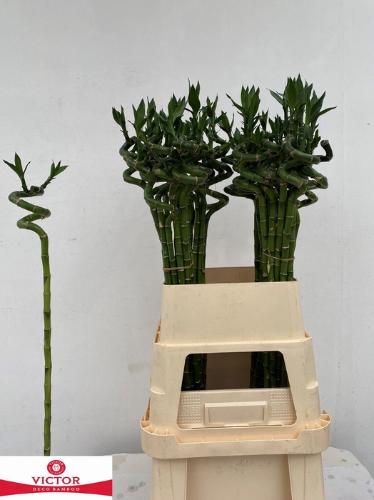 Dracaena sanderiana Lucky Bamboo