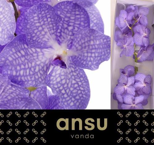 Vanda Kanchana Angelite