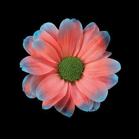 Chrysanthemum Indicum Grp tros kas kleurbehandeld H%