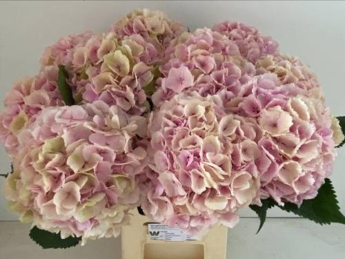 Hydrangea macrophylla 'Verena' (classic)