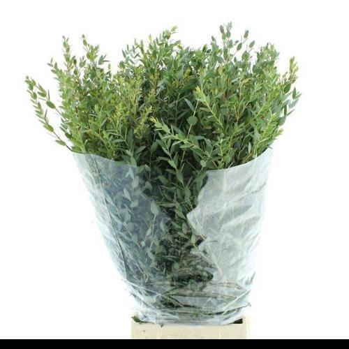 Eucalyptus per bos parvifolia