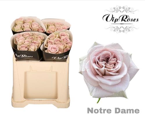 Rosa grootbloemig Notre Dame+