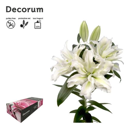 Lilium Oriental dubbel Grp Roselily Aisha
