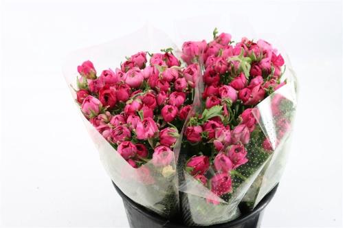 Ranunculus asiaticus 'Amandine Bonbon'