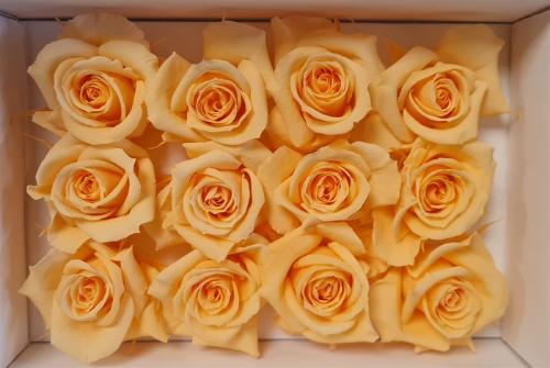 Rosa grootbloemig kleurbehandeld H%