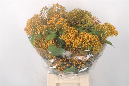 Pittosporum per bos