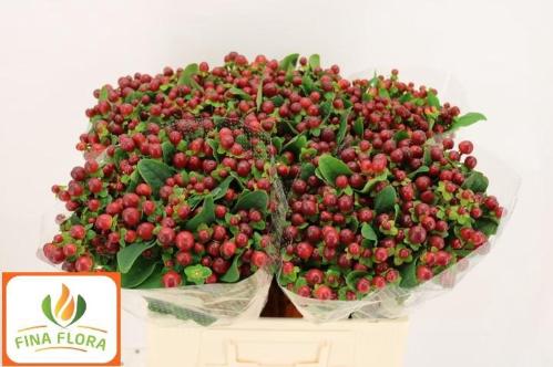 Hypericum x inodorum Magical Seasons