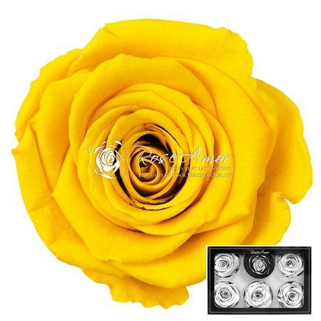 Rosa grootbloemig kleurbehandeld H%