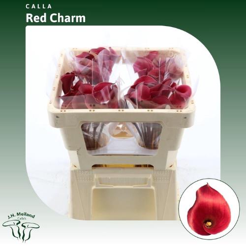 Zantedeschia 'Red Charm'