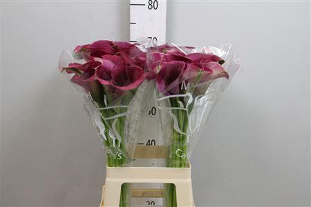 Zantedeschia 'Captain Promise'