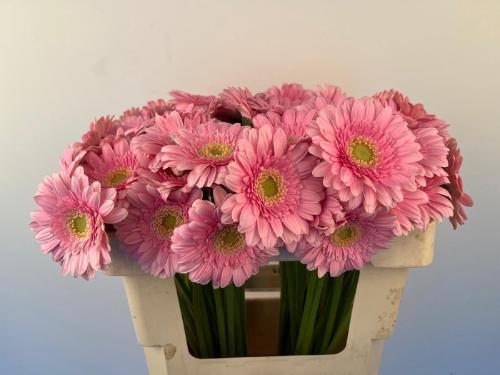 Gerbera mini Juna
