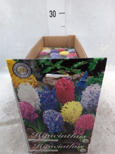 Hyacinthus (bol)